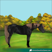 Horse Color:Void Liver Red Roan Tobiano