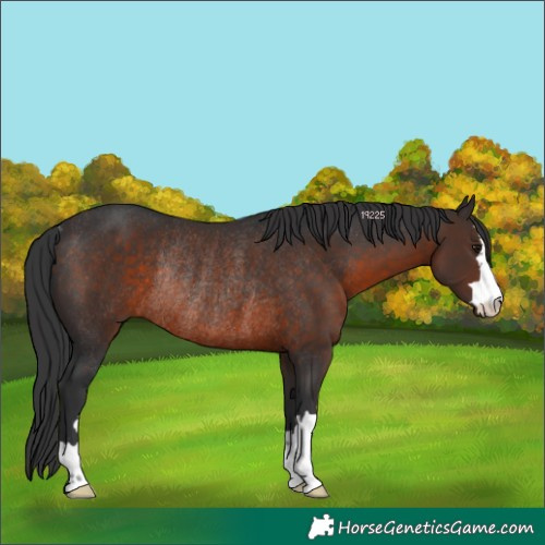 Horse Color:Brown Rabicano 