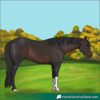 Horse Color:Brown 