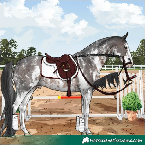 Horse Color:Brown Sabino Rabicano 