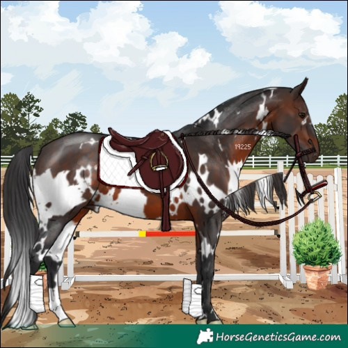 Horse Color:White Spotted Brown 