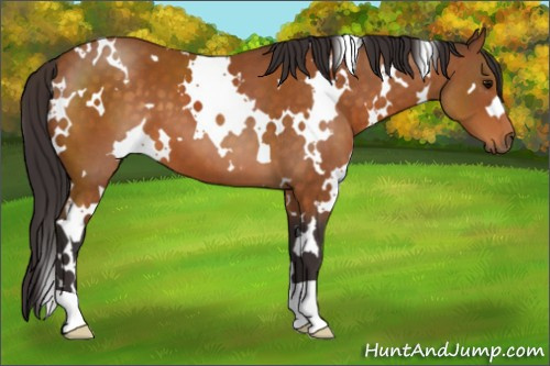 Horse Color:White Spotted Buckskin