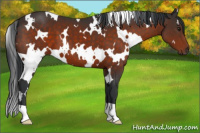 Horse Color:White Spotted Brown