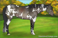 Horse Color:White Spotted Brown Rabicano