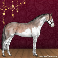 Horse Color:White Spotted Bay Roan Splash