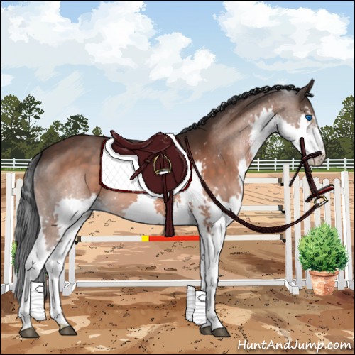 Horse Color:White Spotted Brown Splash 