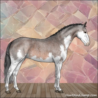 Horse Color:Brown Roan Splash