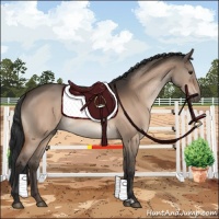Horse Color:Brown Dun 