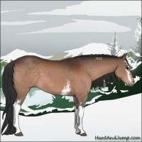 Horse Color:White Spotted Bay 