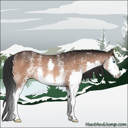 Horse Color:White Spotted Brown Splash 