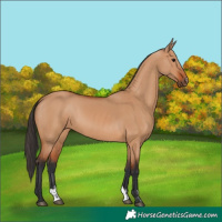 Horse Color:Bay Dun Sabino 