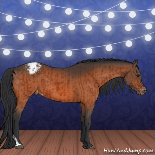 Horse Color:Bay Appaloosa  and Bay Appaloosa 