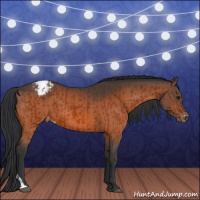 Horse Color:Bay Appaloosa  and Bay Appaloosa 