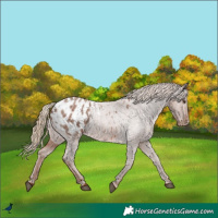Horse Color:Red Roan Blanket 