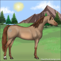 Horse Color:Red Dun 