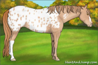 Horse Color:Gold Champagne Appaloosa 