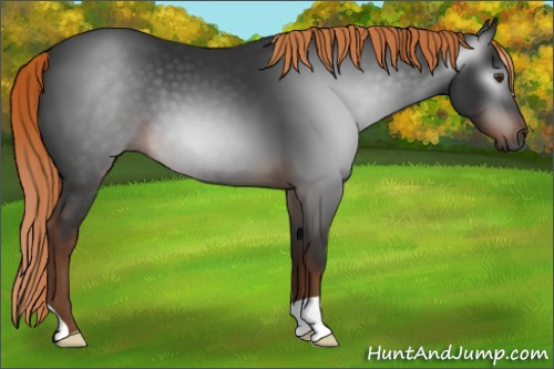 Horse Color:Gray Liver Chestnut 