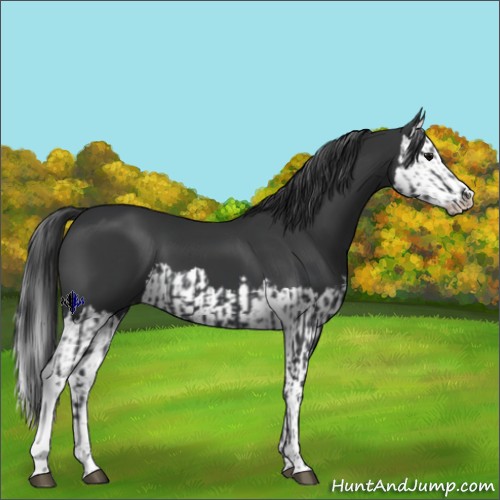 Horse Color:Black  and Black Splash 