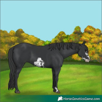 Horse Color:Black  and Black Frame 