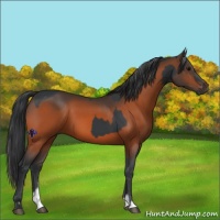 Horse Color:Black  and Brown 