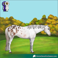 Horse Color:Bay Appaloosa  and Brown Appaloosa 