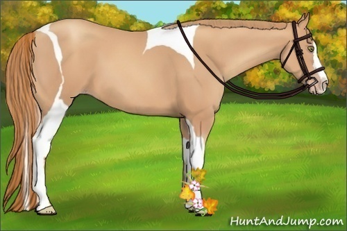 Horse Color:Gold Champagne Splash Tobiano