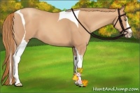 Horse Color:Gold Champagne Splash Tobiano