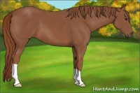 Horse Color:Chestnut 
