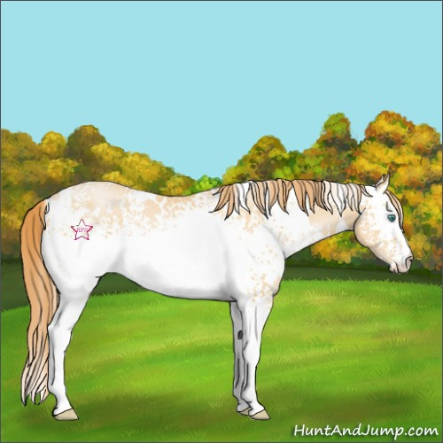 Horse Color:White Spotted Smoky Black Pearl Rabicano