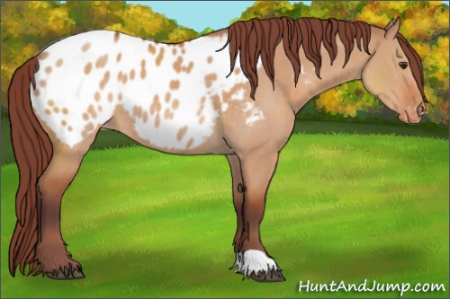 Horse Color:Chocolate Bay Dun Appaloosa 