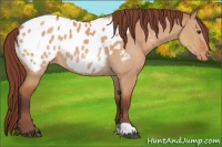 Horse Color:Chocolate Bay Dun Appaloosa 