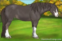 Horse Color:Platinum Liver Chestnut Sabino Appaloosa