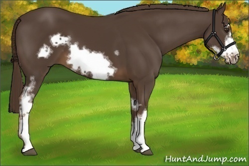 Horse Color:White Spotted Liver Chestnut Frame 