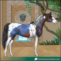 Horse Color:Brown Splash Tobiano 