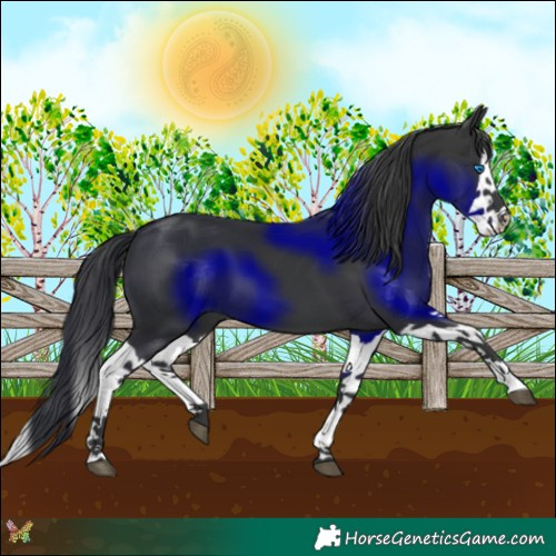 Horse Color:Black Splash 