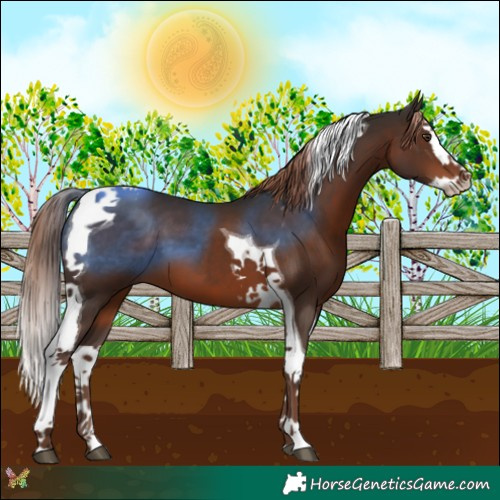 Horse Color:Liver Chestnut Splash Tobiano