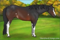 Horse Color:White Spotted Brown 