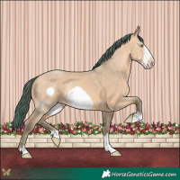 Horse Color:Watercolor Amber Champagne Dun Frame Rabicano 