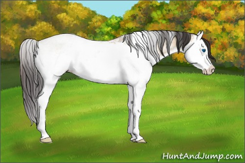 Horse Color:White Spotted Sable Champagne Dun Sabino Splash Rabicano 