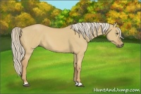 Horse Color:Palomino Dun 