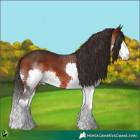 Horse Color:Brown Splash