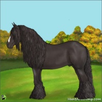 Horse Color:Smoky Black