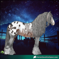 Horse Color:Brown Appaloosa 