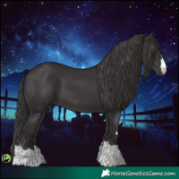 Horse Color:Smoky Black 