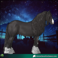 Horse Color:Smoky Black 