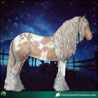 Horse Color:White Spotted Chocolate Palomino Tobiano Appaloosa