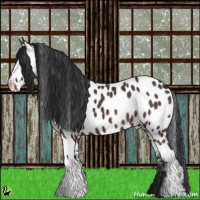 Horse Color:White Spotted Brown Appaloosa 