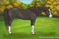 Horse Color:Smoky Black Splash 