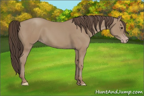 Horse Color:Classic Champagne 