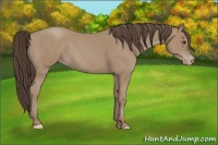 Horse Color:Classic Champagne 